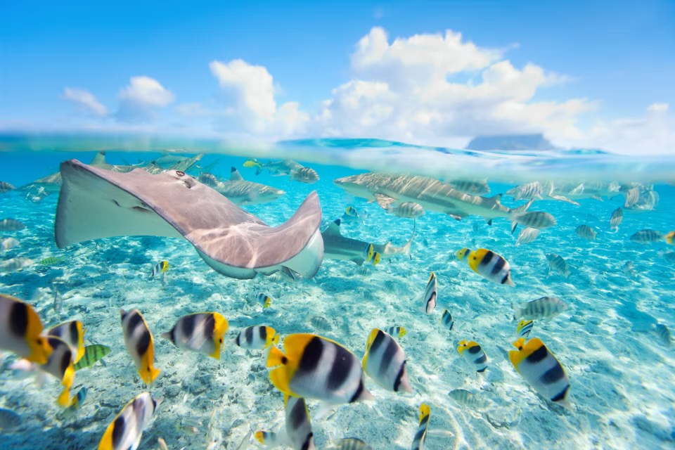 Rochen und bunte Fische in einer türkisen Südsee-Lagune
