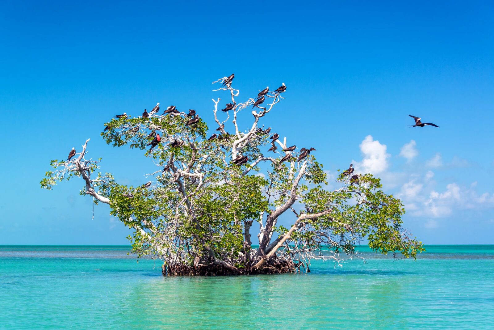 Karibik Mangrove Tree and Frigatebirds