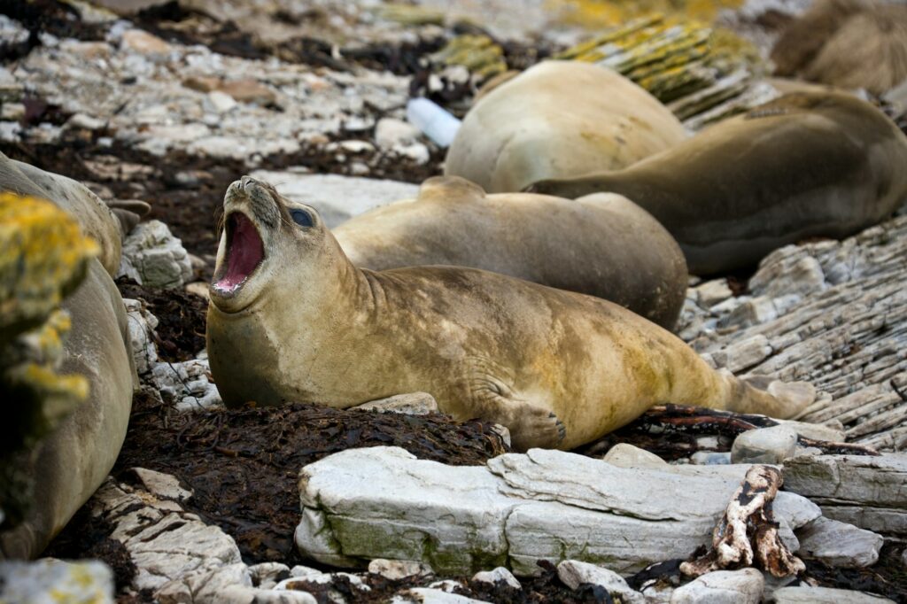 Elephant seals - Falkland Islands