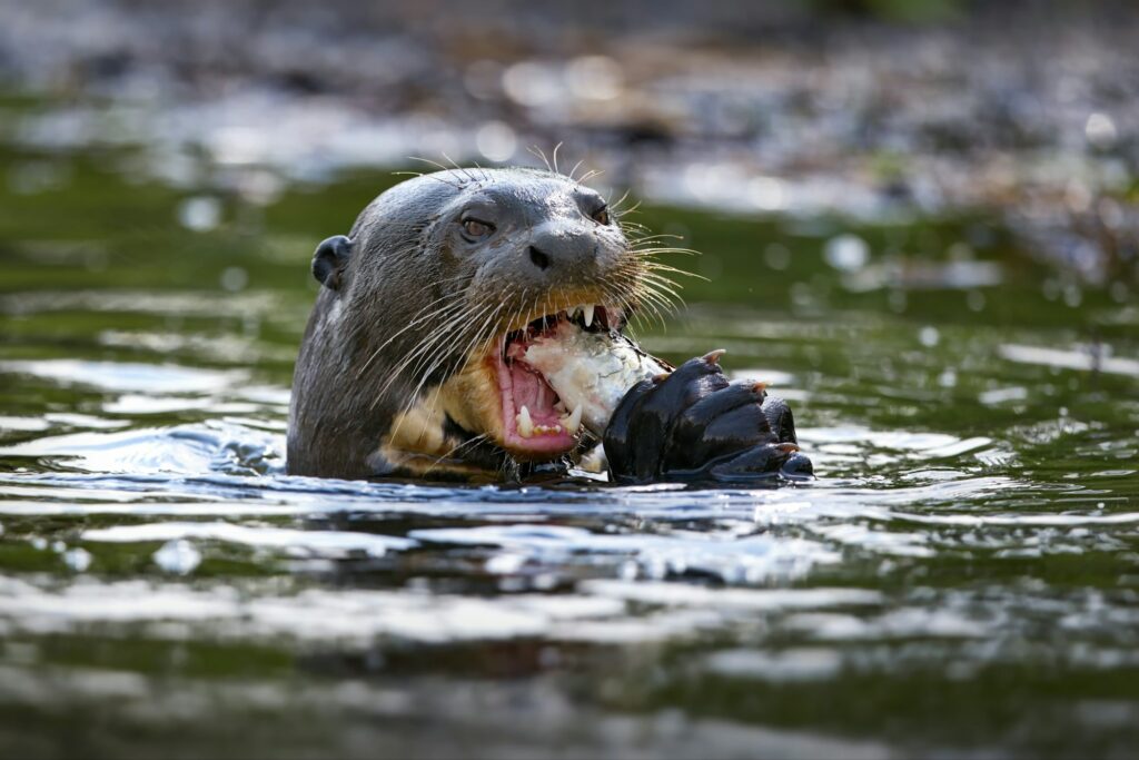 Selective focus shot of an otter eating fish in water in Pantanal, Brasil