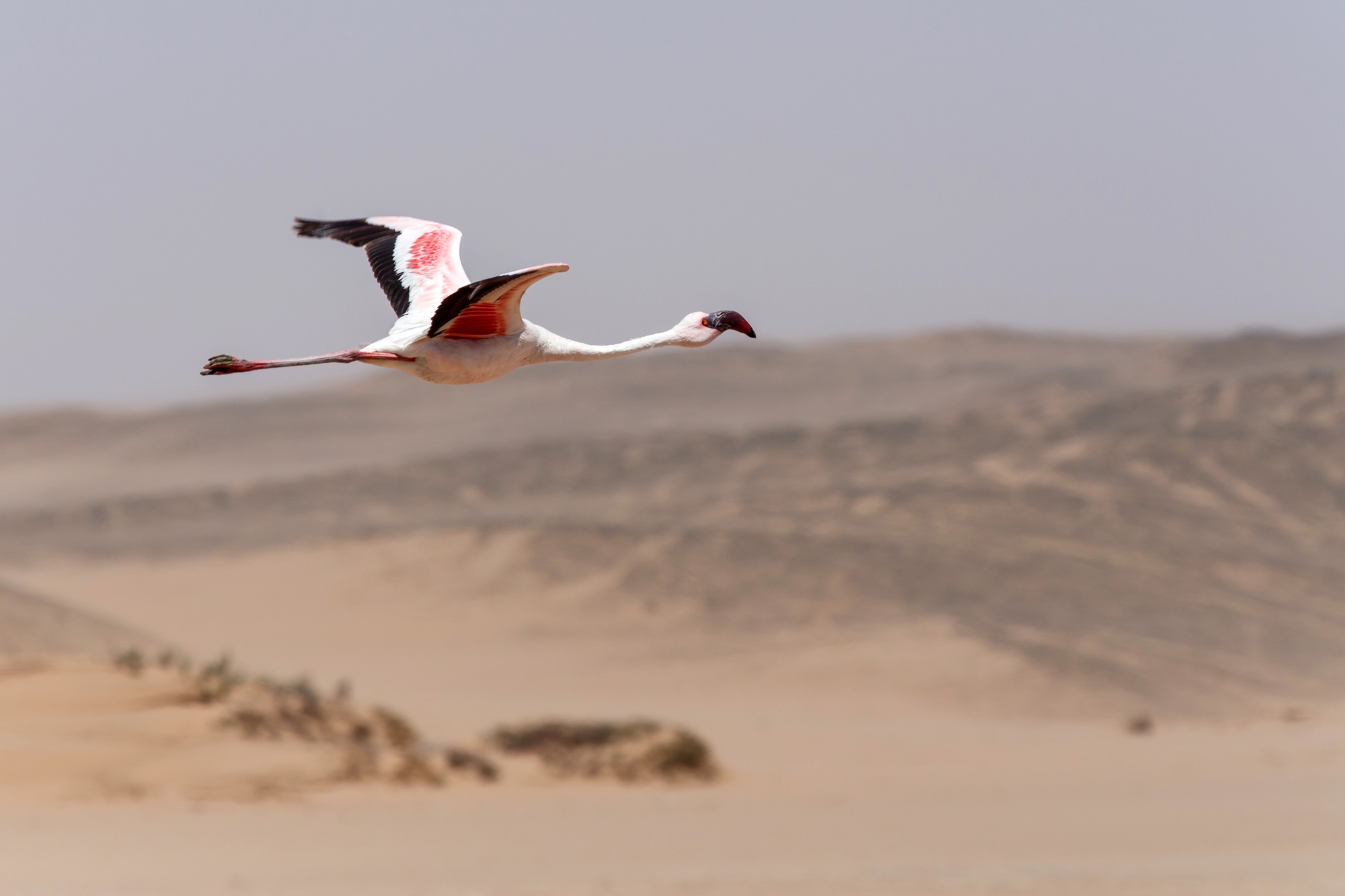 Flamingo Flying - Namibia