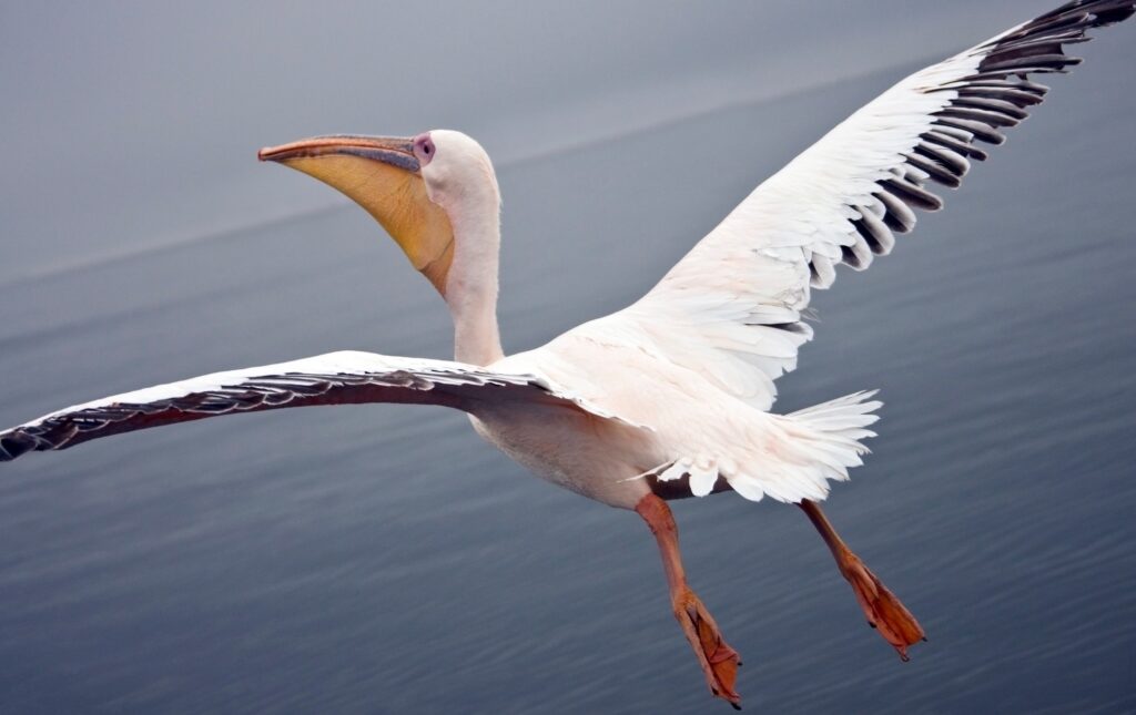 Great White Pelican - Namibia