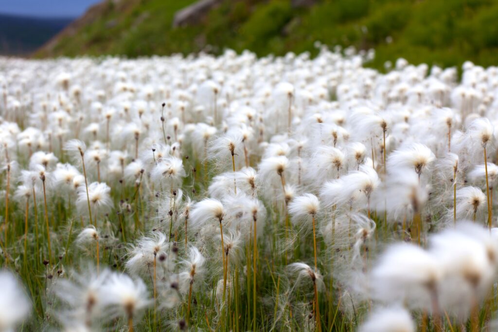 Arctic Cotton Grass in Iceland