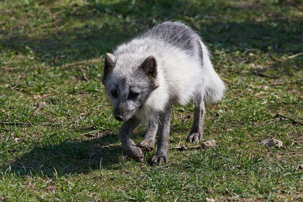 Arctic fox (Vulpes lagopus)